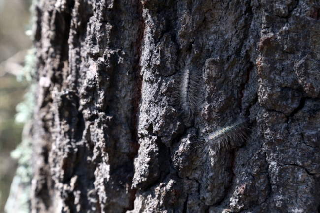 Subasar Ormanı 'Amerikan beyaz kelebeği' tehlikesiyle karşı karşıya